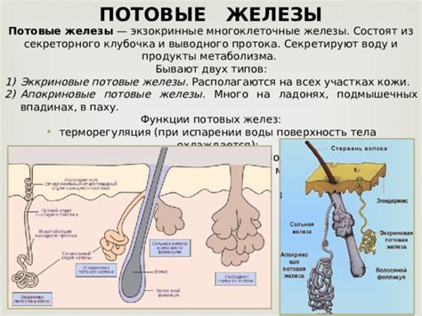 Роль потовых желез головы