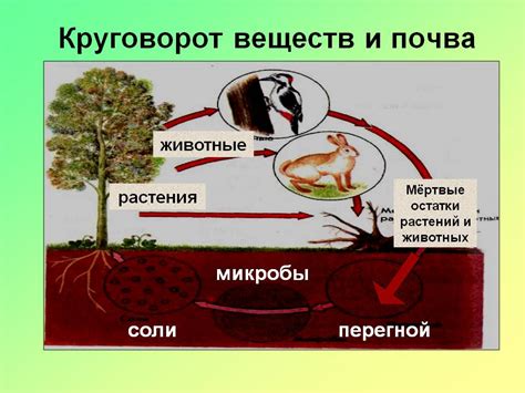 Роль почвы в природе