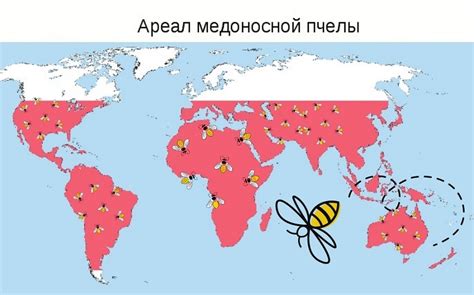 Роль пчел в жизни человека