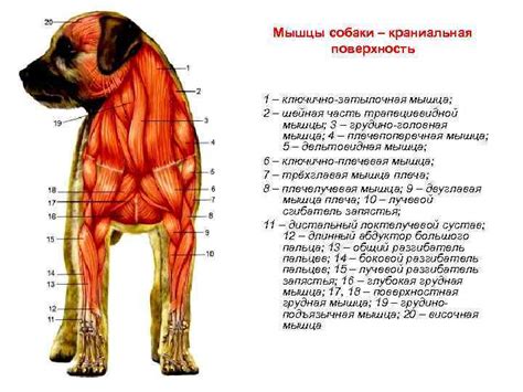 Роль регулярных физических упражнений в развитии мышц собаки