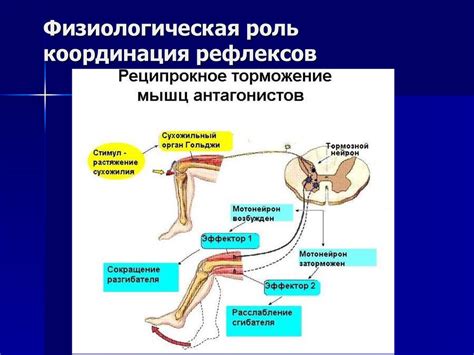 Роль рефлексов