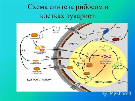 Роль рибосом в клетке