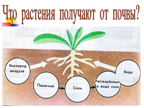 Роль состава почвы и внешних условий