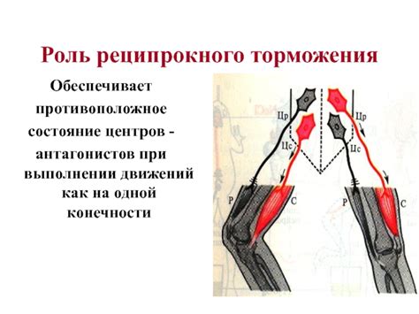 Роль торможения в синхронизации движений