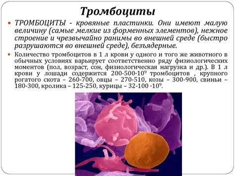 Роль тромбоцитов и протеинов свертывания