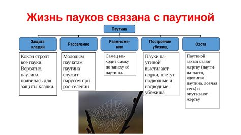 Роль тумана в создании паутины