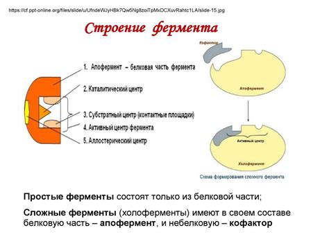 Роль фермента в квашении