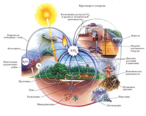 Роль фотосинтеза и дыхания в круговороте веществ