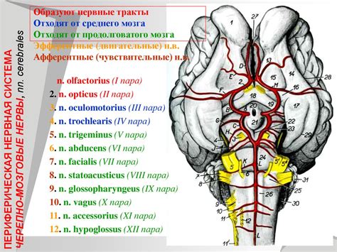 Роль черепно-мозговых нервов у птиц