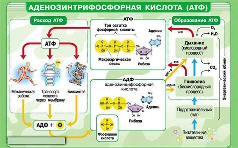 Роль энергии в клеточных процессах