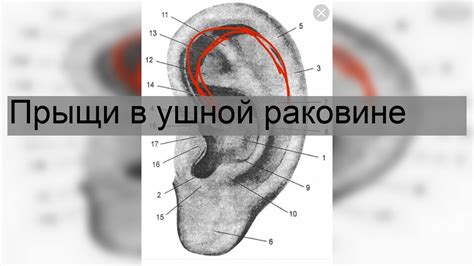 Свободное пространство в ушной раковине