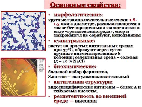 Свойства мезосомов