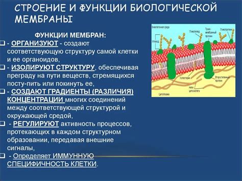 Свойства поверхности и сферической мембраны