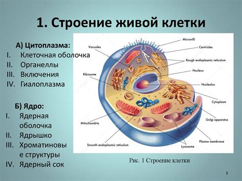 Свойства цитоплазмы в среде с концентрированным раствором NaCl