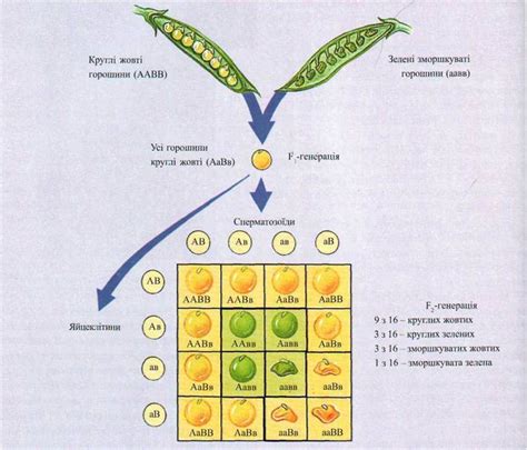 Связь генов и различных характеристик