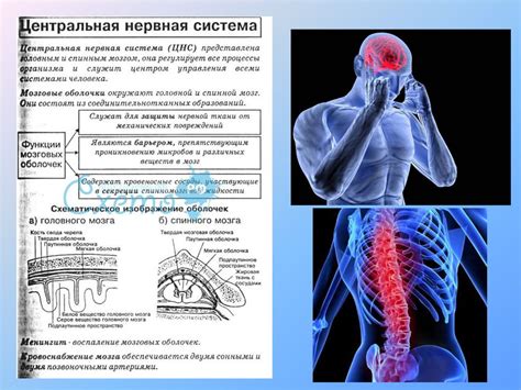 Связь между волосатыми покровами и нервной системой