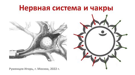 Связь мурашек и озноба с нервной системой