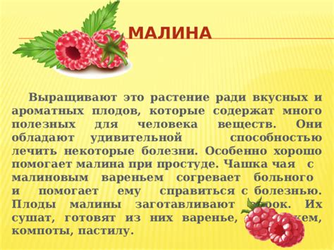 Связь размера пучков со способностью удерживать плоды