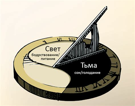 Связь с циркадным ритмом