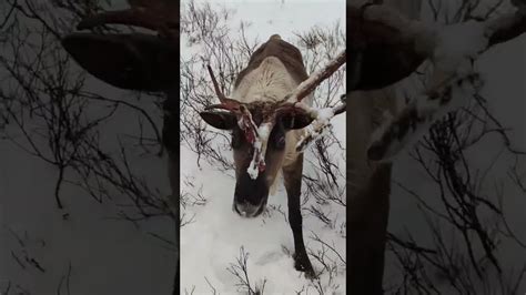 Сдвиг в поведении оленей