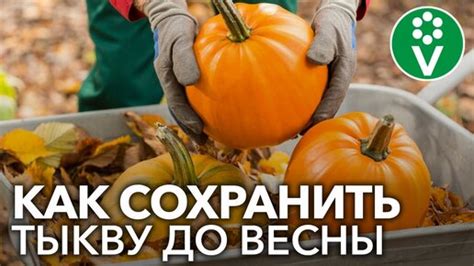 Секреты длительного хранения овощей