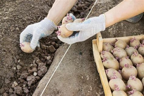 Секреты и советы по солению картошки