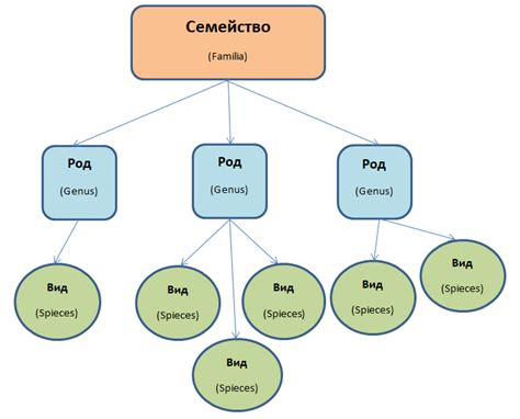 Семейство, род и виды