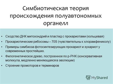 Симбиотическая теория происхождения митохондрий