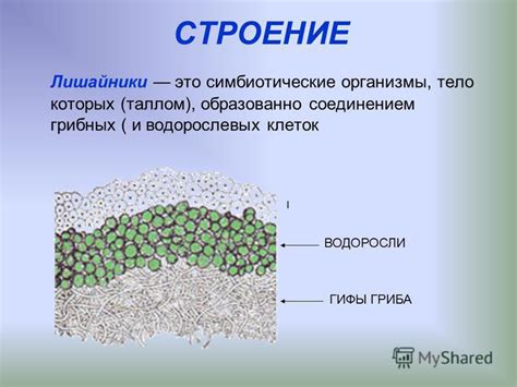 Симбиотические организмы и цветовое различение цитоплазмы