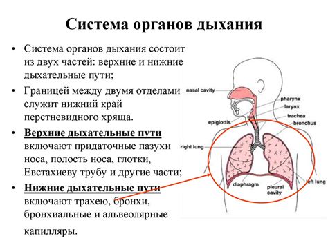 Симптомы и осложнения "легкого дыхания" у Алексея Малютину