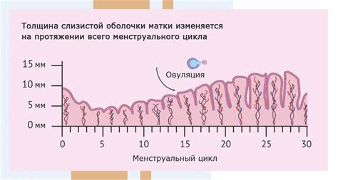 Симптомы и последствия недостаточного роста эндометрия