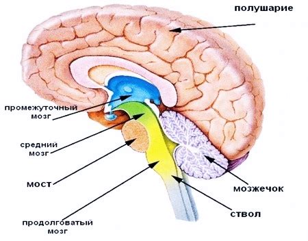 Симптомы и признаки повреждения продолговатого мозга