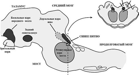 Синдром сна млекопитающих