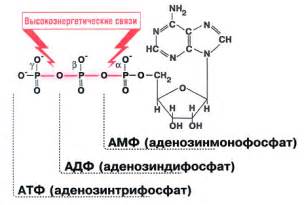 Синтез АТФ