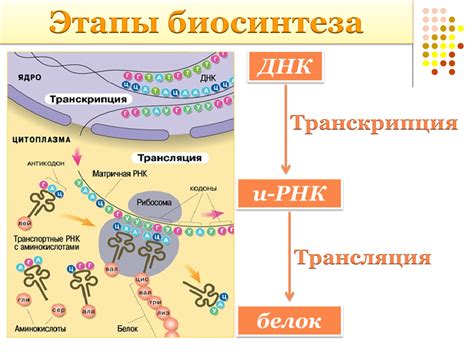 Синтез и разрушение мономера белка