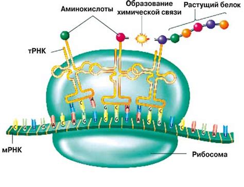 Синтез новых белков