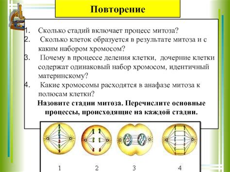 Сколько клеток образуется в результате митоза?