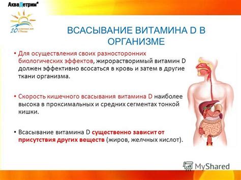 Скорость всасывания витамина С