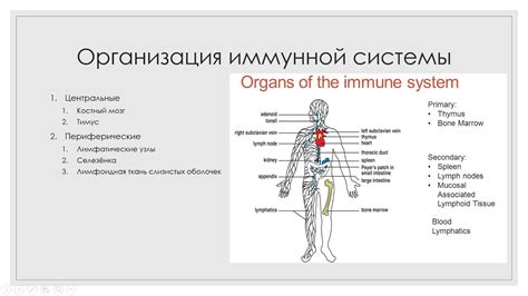 Слабая иммунная система организма