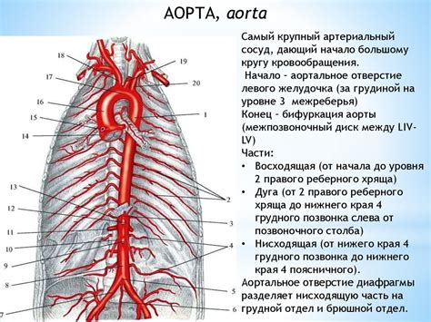 Слабое кровообращение