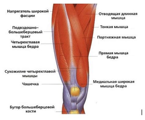 Слабость мышц колена