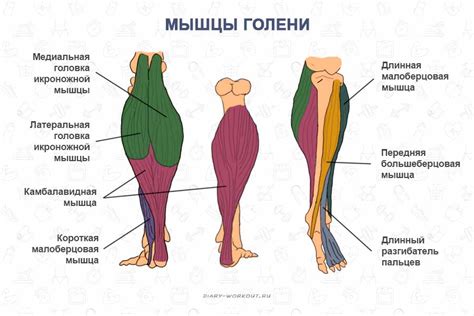 Слабые мышцы ног