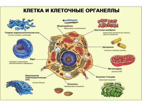 Сложная организация клеточной структуры