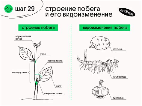 Сложность органа побега и его адаптация