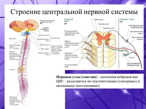 Совершенствование периферической нервной системы