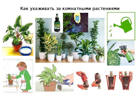 Советы по уходу за зефиронтесом для сохранения зеленого цвета листьев