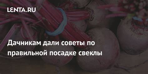 Советы по чистке свеклы