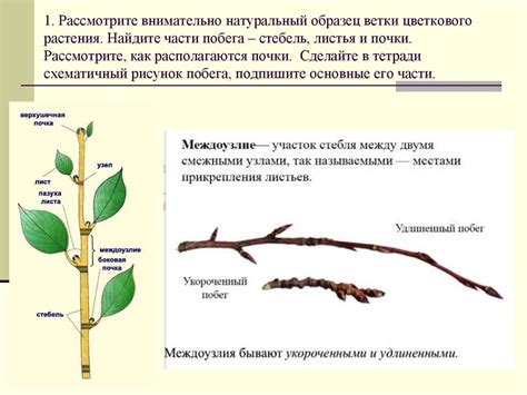 Составные части органа побега