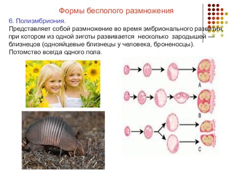 Сотрудничество во время размножения