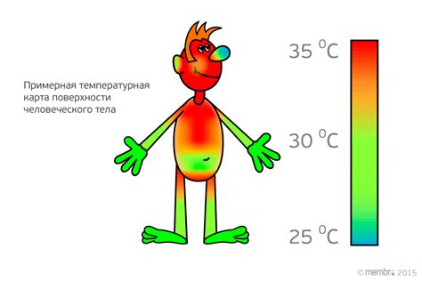 Сохранение тепла в мышцах